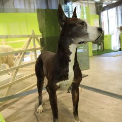 Präparierter Hund aus dem Zoologischen Forschungsmuseum Alexander Koenig in Bonn in der Sonderausstellung „Haustiere – lieb und lecker“.

Bild: Stadtmuseum Tübingen