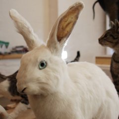 Präpariertes Kaninchen aus dem LWL-Naturkundemuseum Münster in der Sonderausstellung „Haustiere – lieb und lecker“.

Bild: Stadtmuseum Tübingen