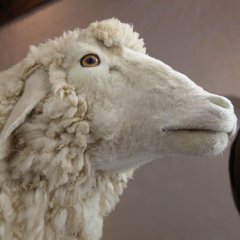 Präpariertes Schaf aus dem LWL-Naturkundemuseum Münster in der Sonderausstellung „Haustiere – lieb und lecker“.

Bild: Stadtmuseum Tübingen