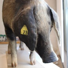 Präpariertes Schwein aus dem LWL-Naturkundemuseum Münster in der Sonderausstellung „Haustiere – lieb und lecker“.

Bild: Stadtmuseum Tübingen