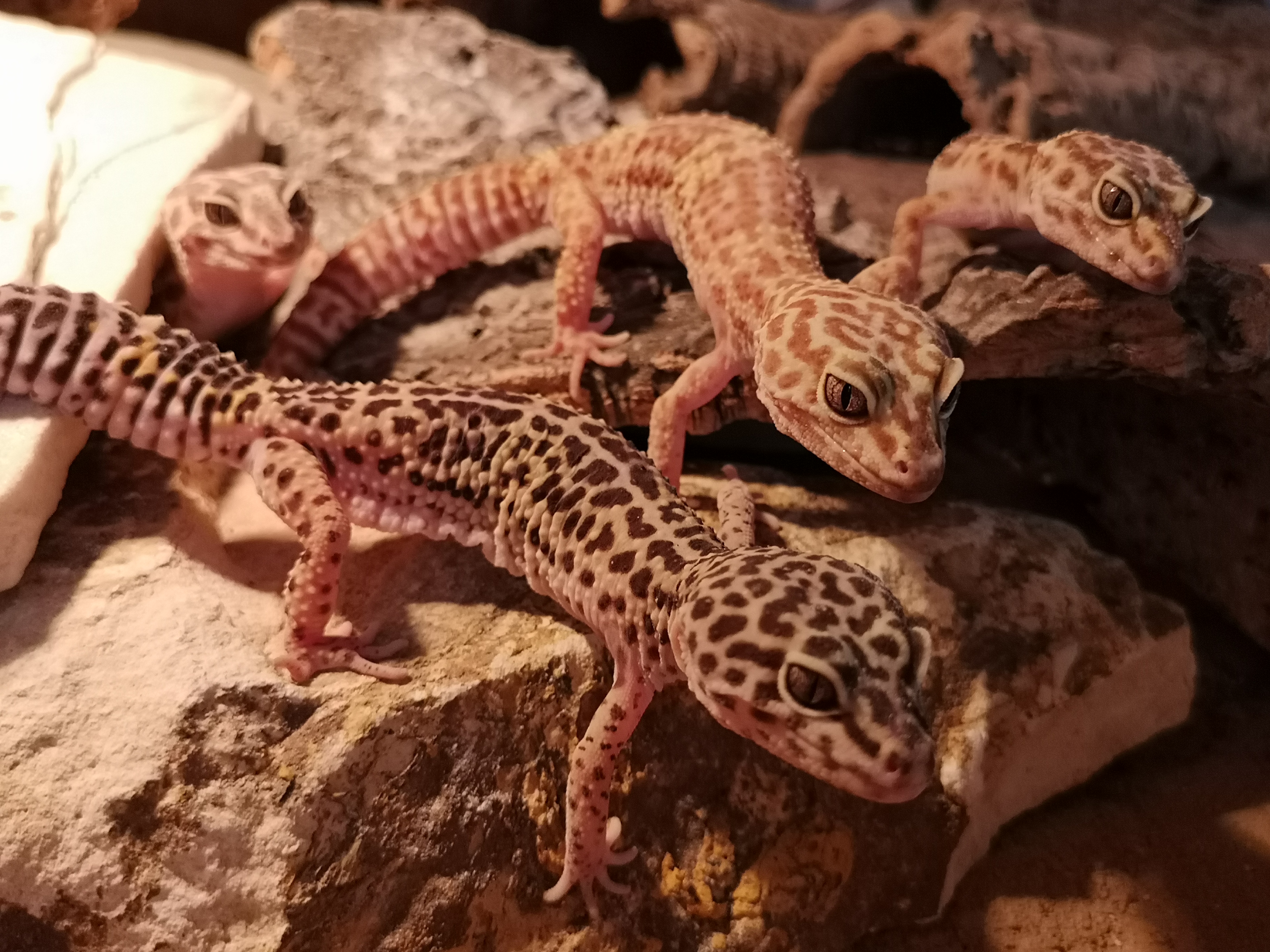 Geckos im hauseigenen Terrarium