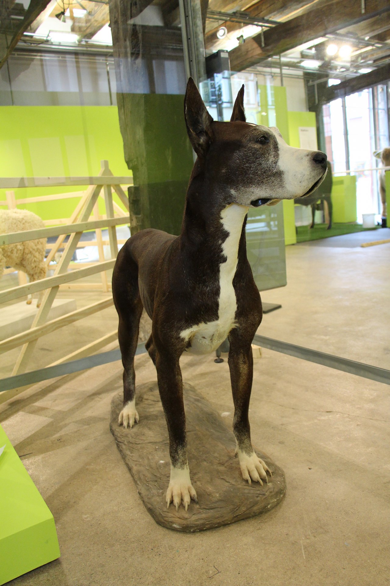 Hund02_2000.jpg