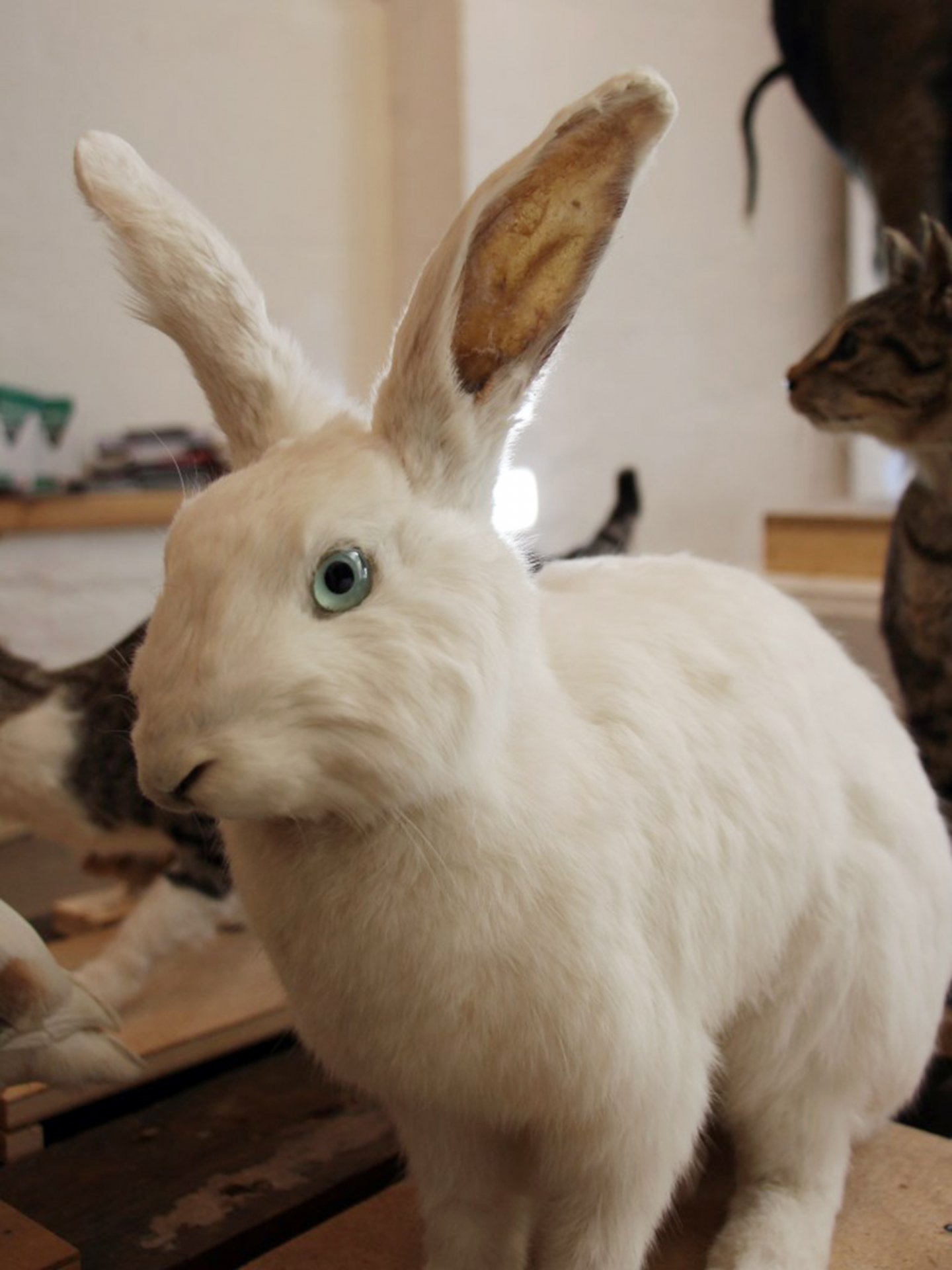 Kaninchen