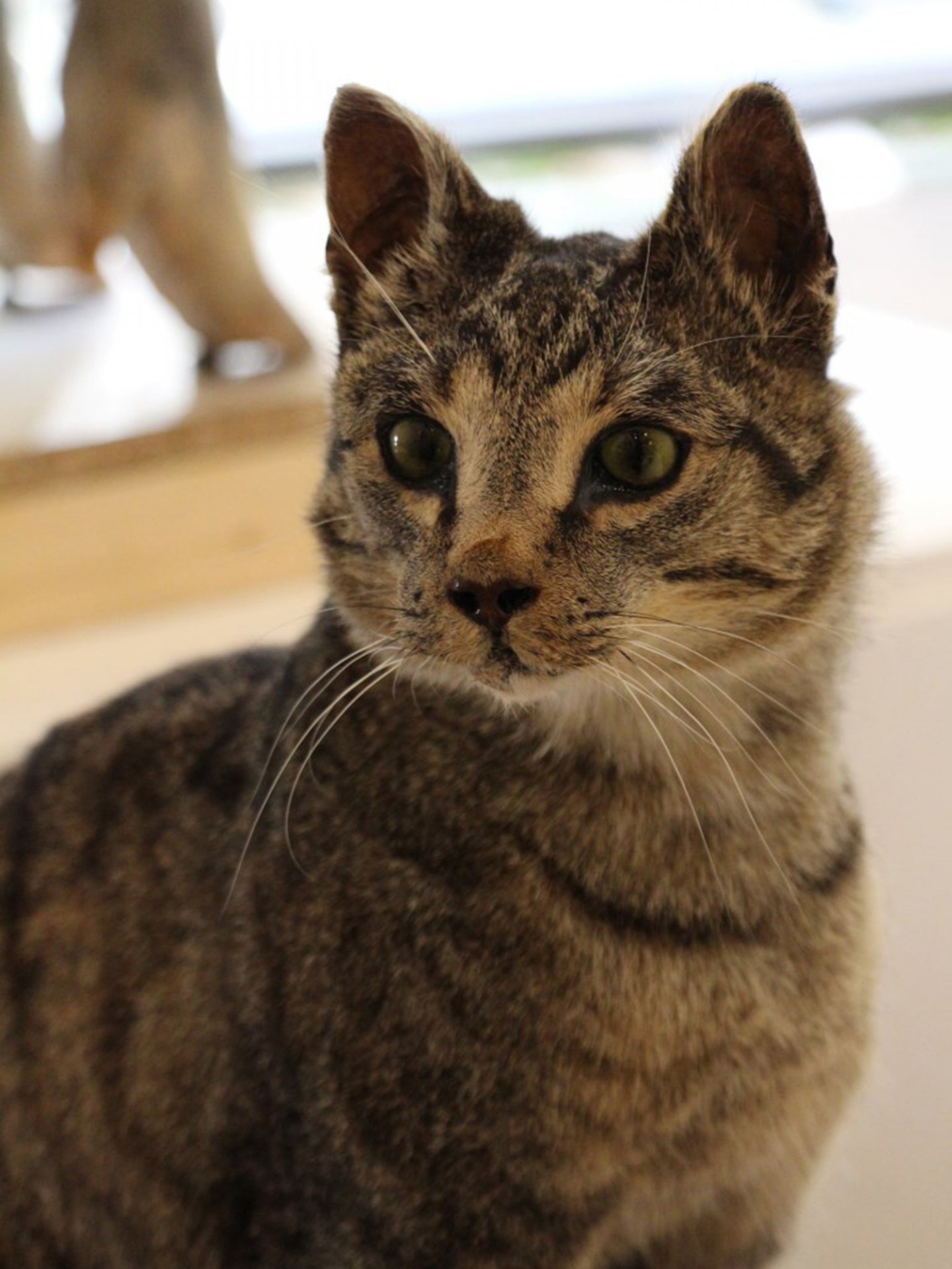 Katze