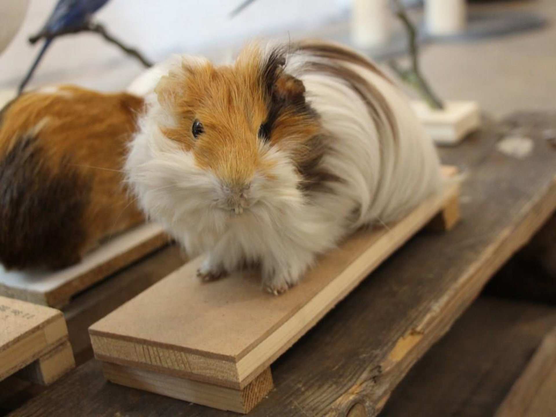 Meerschweinchen