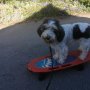Lotta_fährt_Skateboard_Astrid_Löffler_1100