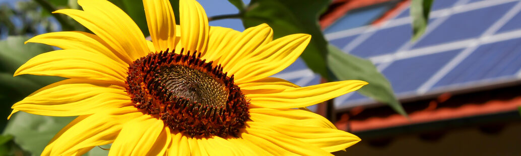 Sonnenblume vor Photovoltaik-Dach