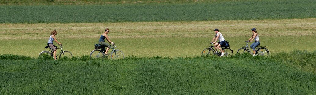 Vier Radfahrer_innen fahren auf einem Radweg entlang von Wiesen.