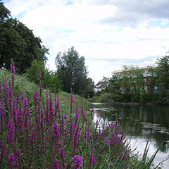 Fluss, Ufer mit Gras und violetten Blüten