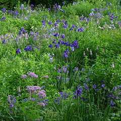 Wiese, Gras, Blumen mit violetten Blüten