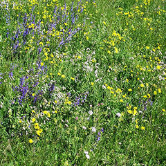 Wiese, Gras, Blumen mit violetten und gelben Blüten